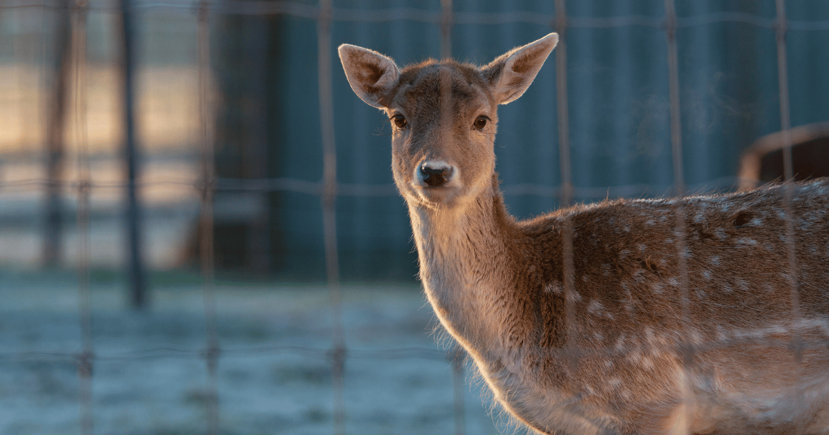 How to Make a Modern Deer Fence for Your Garden