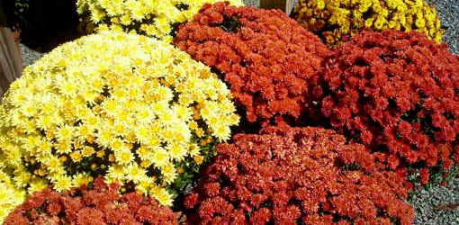 Yellow and red flowering mums.