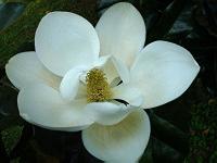 Southern magnolia blossom