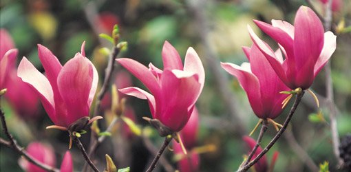Saucer magnolia bloom