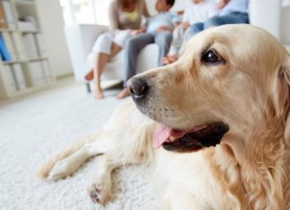 Dog lying in family room while family talks in the background