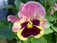 pink and yellow pansies