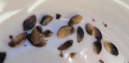 Crape myrtle seeds in container