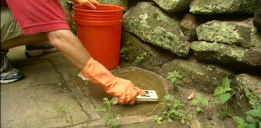 Moss being removed from stones with scrub brush and bleach