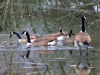 Geese swimming and standing on pond