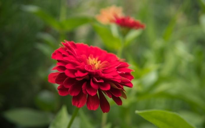 Red Perennial Flower