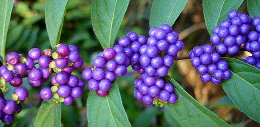 Purple berries on beautyberry plant