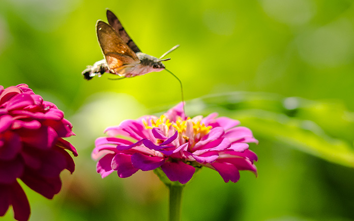 Hummingbird moth feeds on a pink flower's nectar