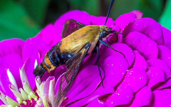 Papillon colibri repose sur une fleur violette tout en se nourrissant de son nectar