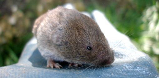 How to Trap Voles, Vole Trapping
