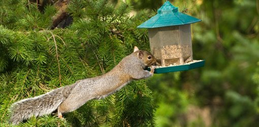 Squirrel at bird feeder