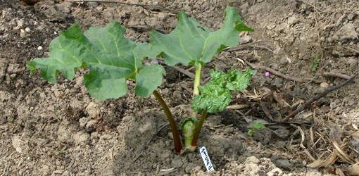 Rhubarb plant sprouting in spring garden