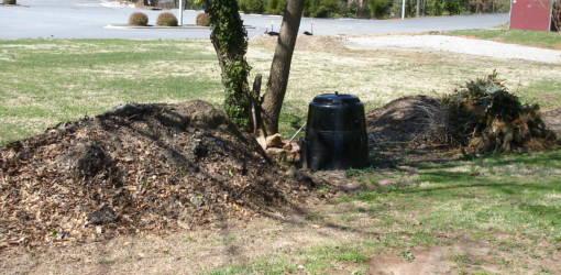 Compost pile next to tree