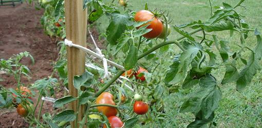 Tomato plants tied to stake with tomatoes on them.