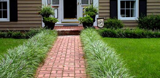 Monkey grass growing on either side of a brick walk