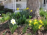 Daffodils and Spring Bulbs blooming