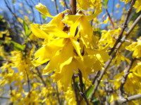 Yellow Forsythia blooming