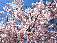 Japanese Flowering Cherry blooming