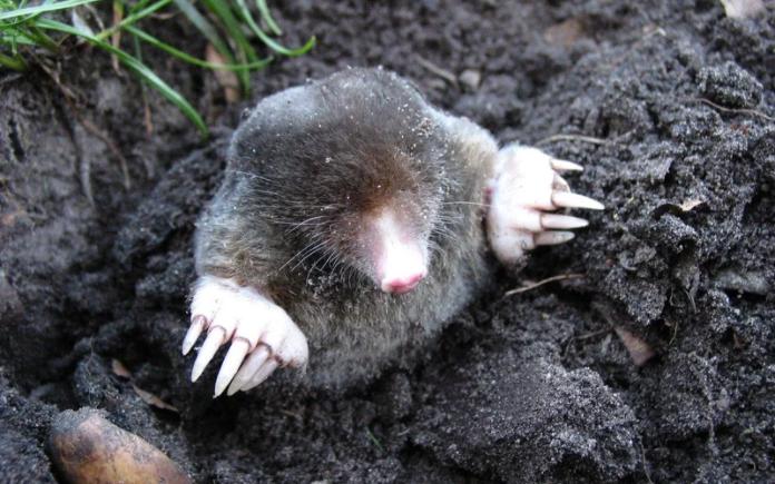 How To Deal With Moles In Your Yard, Baby Mole In Basement
