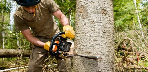 Cutting down tree with chainsaw