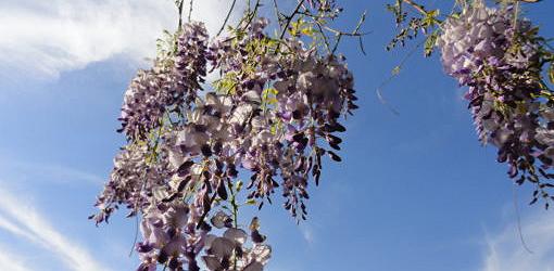 Asian wisteria blooms