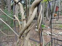 Clockwise twining wisteria vines