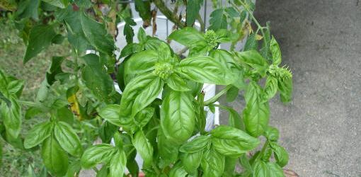Basil growing near tomatoes in a container garden.