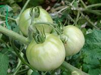 Green tomatoes growing on vine