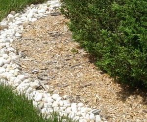 How to Use Shredded Paper as Mulch Around Trees and Shrubs | Today's Homeowner