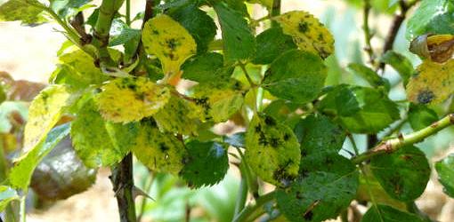 Black spots and yellow leaves on rose bush