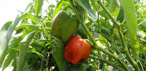 Green and red peppers growing on bell pepper plant