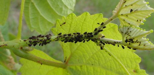 Dark-colored aphids on a tender green shoot