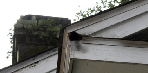 Squirrel hole gnawed in eave of house.