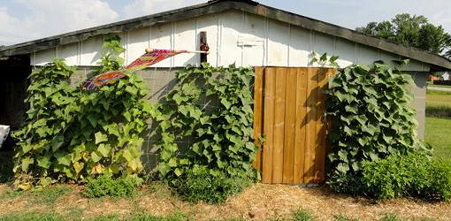 Cucumber vines growing up the side of a shed
