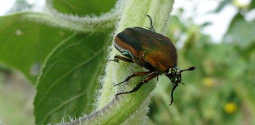 Green June beetle on leaf