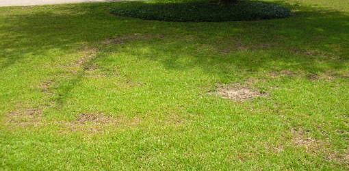 Parches irregulares de enfermedad fúngica en césped de hierba ciempiés.