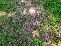 Bruine vlek van dood gras in gazon