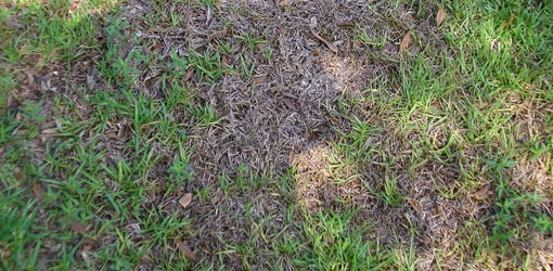 Lawn with dead spots from fungal disease.