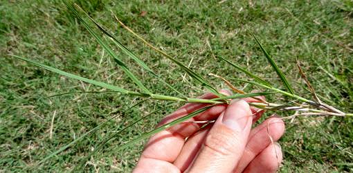 Holding a piece of wire grass