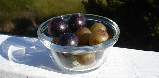 Muscadine and scuppernong grapes in a bowl