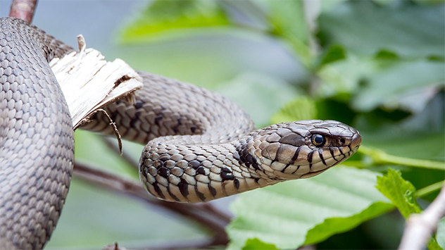 Snake catcher finds poisonous snake under trash bin - Good Morning America
