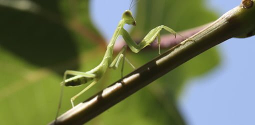 Praying mantis on branch