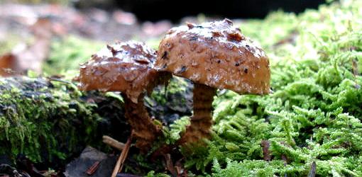 Mushroom growing on rotting organic matter.