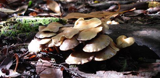 Mushrooms growing on a rotting log.