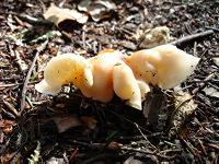Aboveground fungus growth