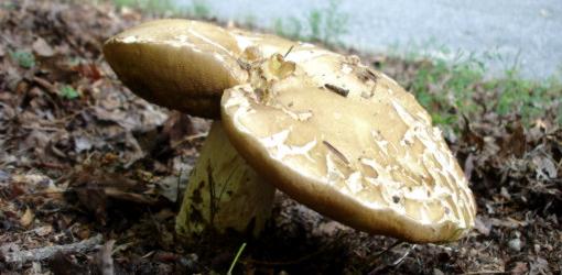 Mushroom growing on ground in organic matter.