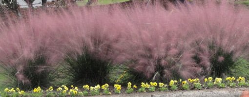 Pink muhly grass in early fall is one of my favorites!