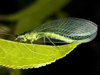 Adult lacewing on leaf