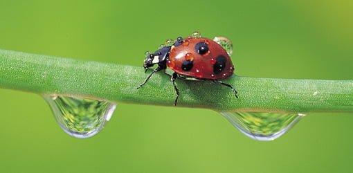Ladybug or lady beetle