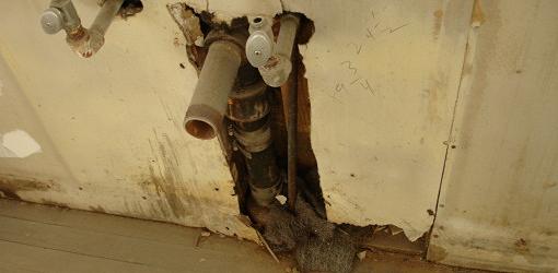 Moldy, water damaged drywall around plumbing pipes.